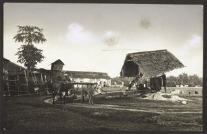 "Native Oil Press."