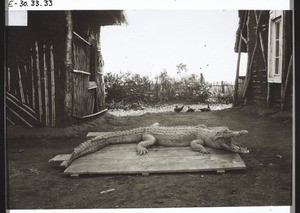 Dead crocodile