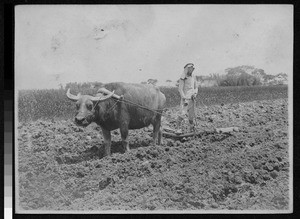 Plowing a field with water buffalo, China, ca.1920-1930