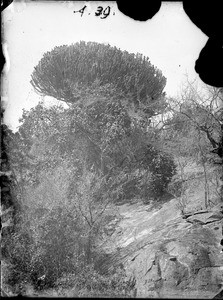 Shrubs and trees, Tanzania, ca.1893-1920