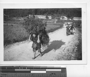 Fuel from the hills at Kunming, China, 1944