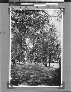 Missionary Hennig in Mwasukulu, Nyasa, Tanzania, 1905