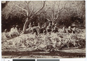 Africans and Europeans peeling corn, South Africa