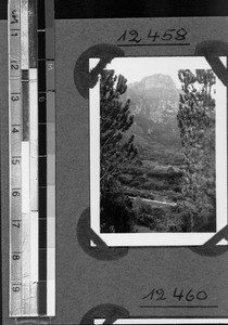 Silver trees in front of Table Mountain, Cape Town, South Africa, ca.1936-1937