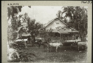 The cattle belonging to the mission station Tameanglajang