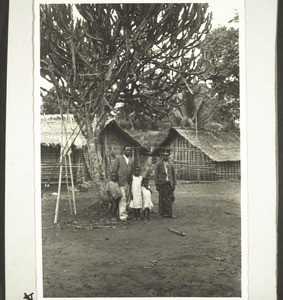 A cactus-like tree (Euphorbia) and houses in Kumba