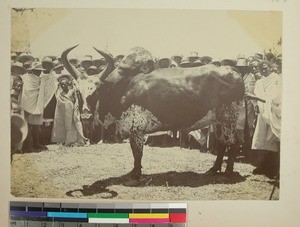 Fandroana ox, the Inlands, Madagascar, ca.1896