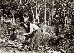 Cacao trees in Cameroon