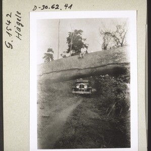 A jungle giant has fallen over the road, but the car can pass beneath