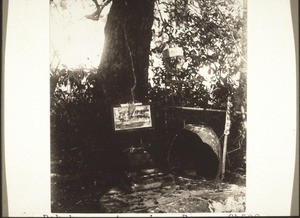 Pak kung under a tree