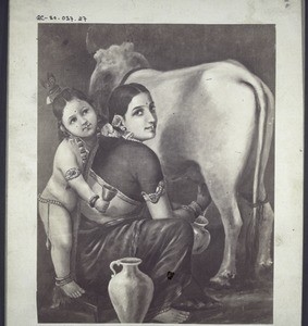 Hindu woman with child milking a holy cow