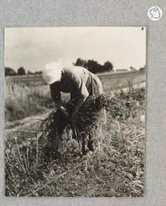 Women binding sheaf of grain