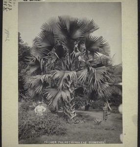 Fan Palm (Hyphaene Guineensis) in the Botanical Garden in Cameroon