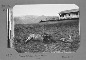 Shot lion and giant python, Nyasa, Tanzania, ca. 1891-1920