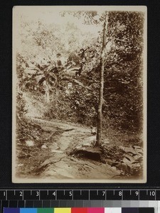 Fetish tree, Sierra Leone, ca. 1905-1915