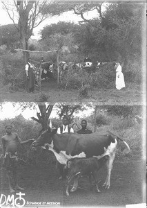 Cattle, Makulane, Mozambique, ca. 1896-1911