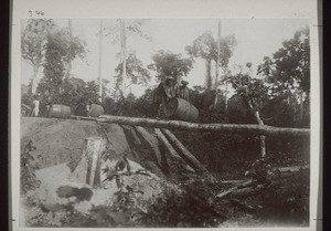 Cocoa being transported in barrels over a native bridge