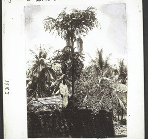 Sago Palm on the Western Ghats. India