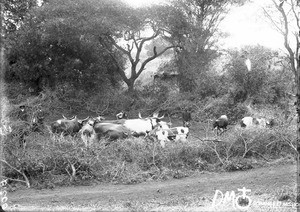 Cattle in a kraal, Makulane, Mozambique, ca. 1896-1911