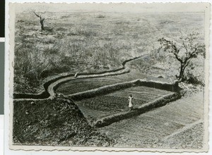 Vegetable garden at a spring, Ayra, Ethiopia, 1928