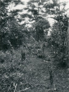 Felling of trees, in Gabon