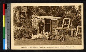 Clergy feeding the hens, South Africa, Africa, ca.1920-1940