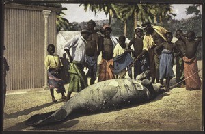 Sea-cow taken from the Wuri River, Cameroon