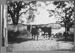 Bull, antelopes and goats, Uhehe, Tanzania, ca. 1898-1914