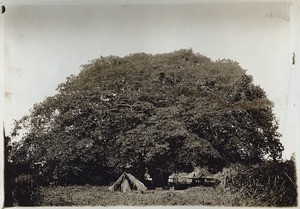 Giant shade-tree