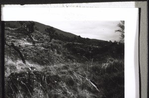 Bilder von der Reise auf den Kamerunberg m. Bächtold 1937