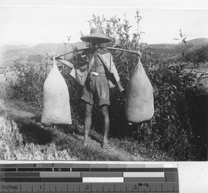 Walking rice to the market at Wuzhou, China, 1947