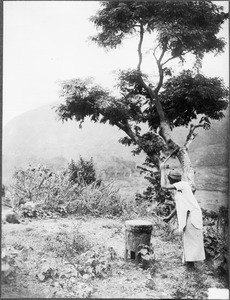 Person beating a drum to mark the beginning of a school lesson, Tanzania, ca. 1927-1938