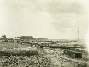 Trunks along the Ogooue river, in Gabon