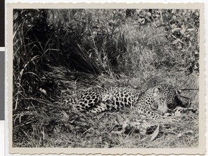 Leopard, Ethiopia