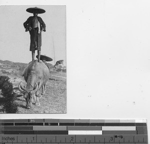 A boy standing on top of a water buffalo at Wuzhou, China, 1931