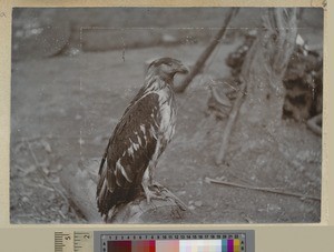 Eagle at Livingstonia, Malawi, ca.1903