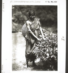 Coolie woman plucking tea (Nilgiris) in the Blue Mountains