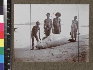 Men and boy on beach with dugong, Delena, Papua New Guinea, ca. 1905-1915