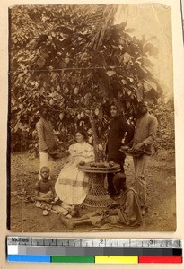Collecting cocoa pods, Ghana, ca.1885-1895