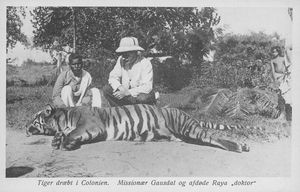Post card with printed text: Tiger killed in the Colony. Missionary Gausdal and deceased Raya "