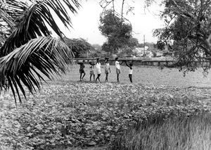 South Arcot District, India. The older boys assisting in the fields at Lebanon, Tiruvannamalai