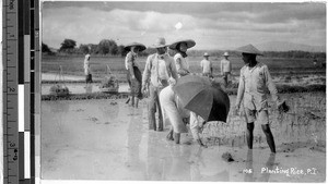 Planting rice, Philippines, ca. 1920-1940