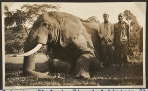 Two Africans next to killed elephant, Tanzania