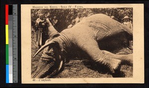 Man posing with dead elephant, Kenya, ca.1920-1940