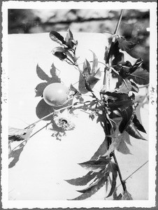 Fruit and blossom of the passionflower, Tanzania, ca.1927-1938