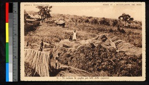 People harvesting grain, Central African Republic, ca.1937