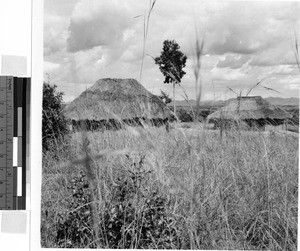 The roofs of two huts, Africa, June 1950