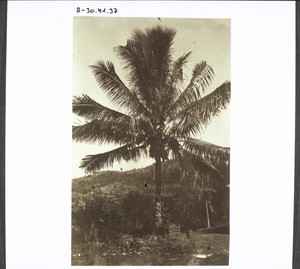 Coconut palm near Kudat, Borneo