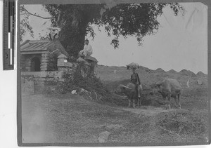 Children and water buffalo at Yangjiang, China, 1923