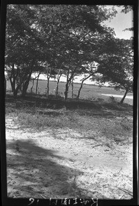 Trees, Mozambique, ca. 1933-1939